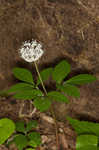 Dwarf ginseng